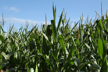 Obraz premium maize on agricultural field