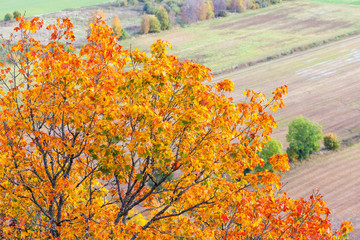 Maple trees