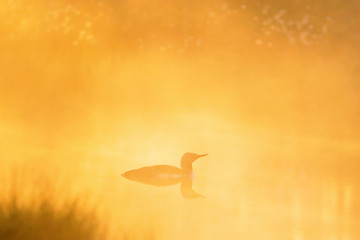 Red throated Loon in morning light