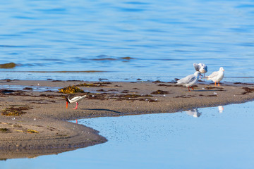 Oystercatcher on a beach