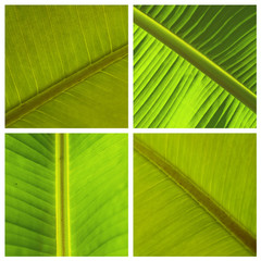 composition détail de  feuilles de plantes tropicales
