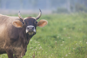 Brown cow grazing in the green field