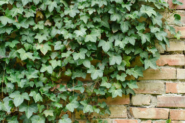 background og freen ivy growing on an old brick wall