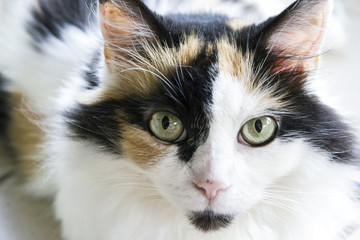 Beautiful female cat