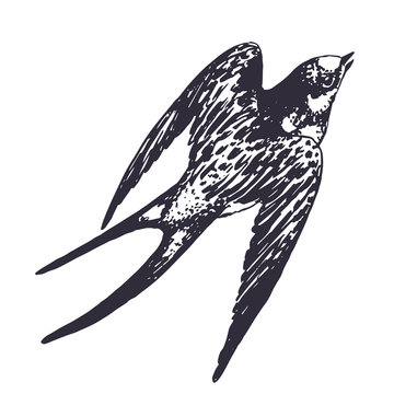 dark swallow soaring on white background clip art preview