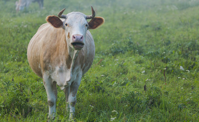 Naklejka na ściany i meble Brown cow chewing grass on the green meadow