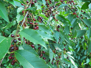 Krzew leśny © fotograf111