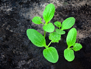 Group of green sprouts growing out from soil