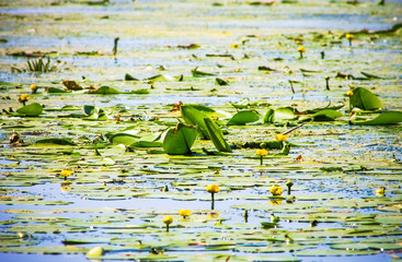 yellow water lily in the river, lake, pond