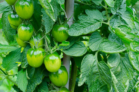 cluster of green plum tomato fruits with leaves on a vine