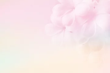 Fototapete Frangipani frangipani (plumeria) , in soft color and blur style for background    