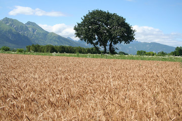 campo di frumento dorato in campagna