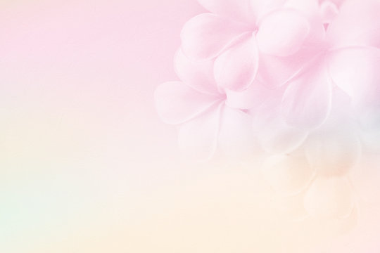frangipani (plumeria) , in soft color and blur style for background

