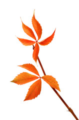 Fototapeta premium Autumnal twig of grapes leaves (Parthenocissus quinquefolia foli