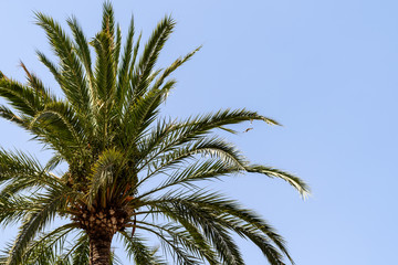 Obraz na płótnie Canvas Green Palm Tree On Blue Sky