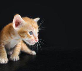 Obraz premium kitten on black background