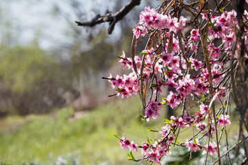 beautiful group of pink flowers in garden