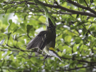snake eat bird