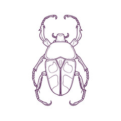 Vector Illustration of Outline Beetle Bug Insect Hand Drawn for Coloring, Jumnos ruckeri 
