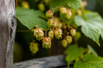 Detailed view of the hop with wooden boards