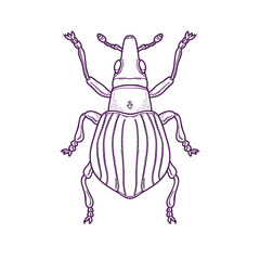 Vector Illustration of Outline Scarab Beetle Bug Insect Hand Drawn,  Apion artemisiae