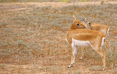 Pair of female Blackbuck Antelopes in dry grassland