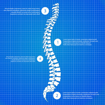 Medic spine human on the blueprint