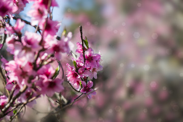  pink blossoms
