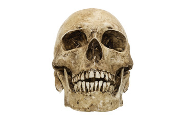 Front view of human skull