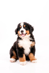 chiot bouvier bernois