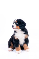 chiot bouvier bernois