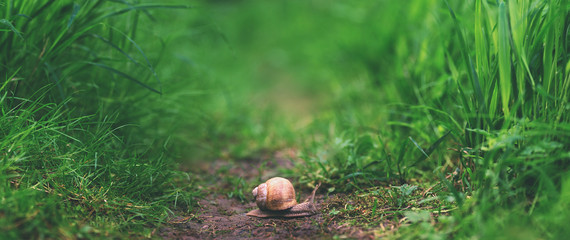  close up snail littleness in tall green grass - 118834779