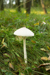 poisonous mushroom a pale toadstool