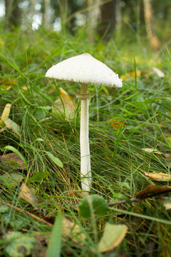 poisonous mushroom a pale toadstool