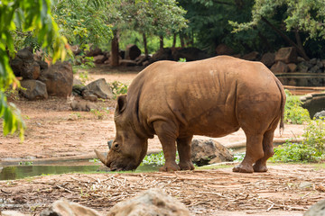 Naklejka premium Black rhinoceros drinking water