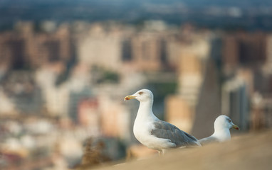Seagulls in the old fortress