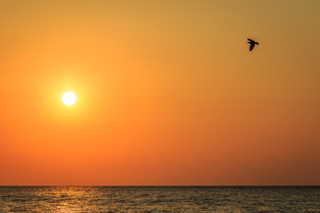Fototapeta na wymiar Dramatic sunrise with flying bird in the sky