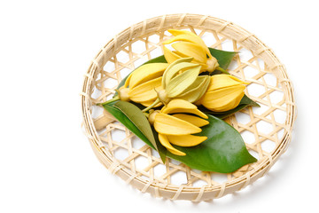Ylang-Ylang flower,Yellow fragrant flower on a white background