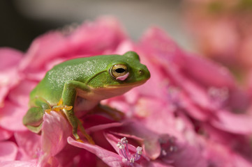 Small green frog on pink flower.