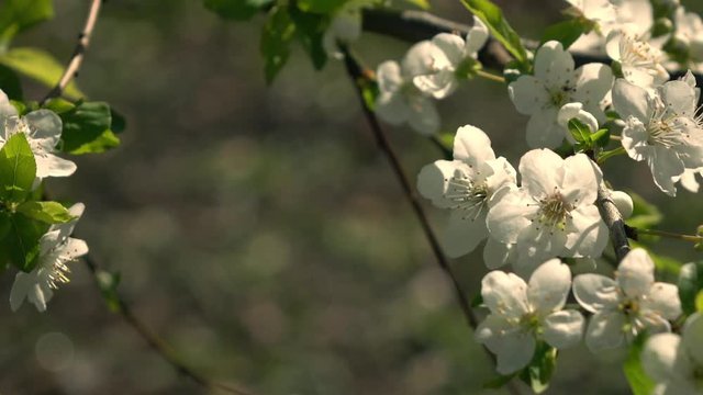 Slow motion of prune branch with sunlit white blossom, waving on light wind. Amazing natural background for excellent intro in hypnotic full HD clip.  
