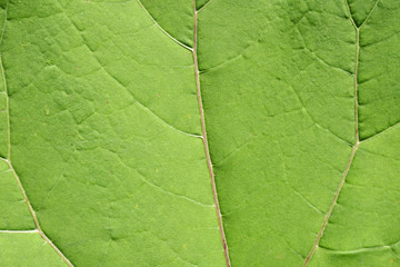 Green leaf texture