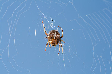Kreuzspinne Altweibersommer