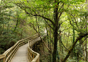 Fototapeta premium wooden bridge