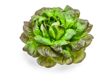fresh lettuce on a white background
