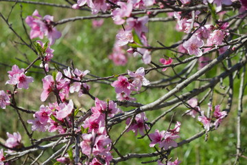 pink blossoms peach flowers 