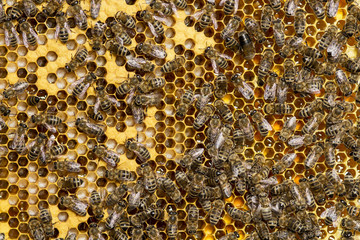 bees sitting on sites with larvae and honey they have prepared