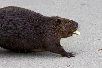 Isolated close image with a Canadian beaver
