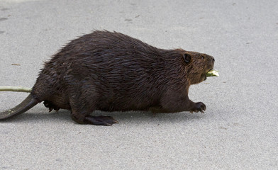 Beautiful picture with a North American beaver walking on the road © MrWildLife