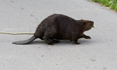 Isolated photo of a Canadian beaver on the road