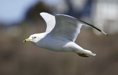 Beautiful picture with a flying gull